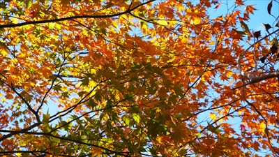 この木の紅葉はまだ始まったばか...