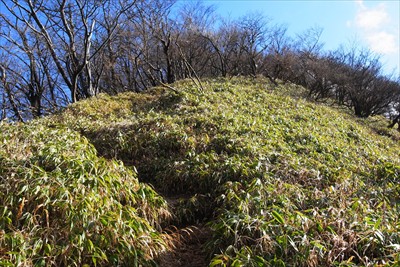 笹尾根を登る。...