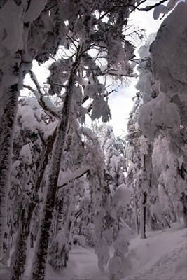 雪落ちてこないでくれ〜。...