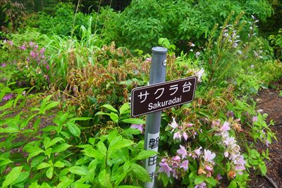 ひと登りするとサクラ台到着。...