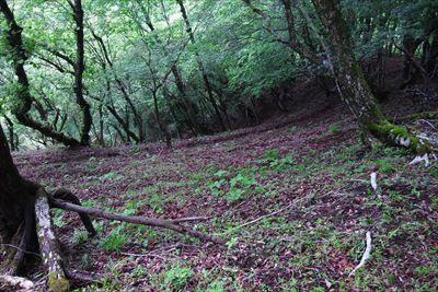 春岳山の北側の少し下った所に大...