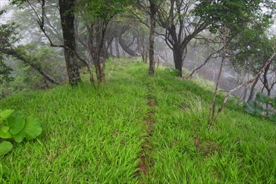 もう一度辺りをよく見ると、踏跡...