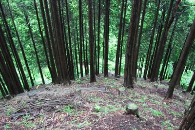 かなり急な斜面だけど、下の方に...