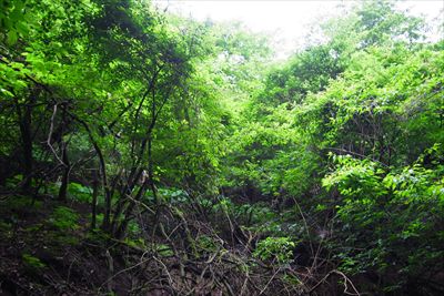 沢の左側（左岸）はほぼ自然林で...