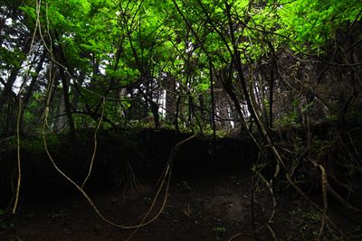 ・・・右側（右岸）は植林地です...