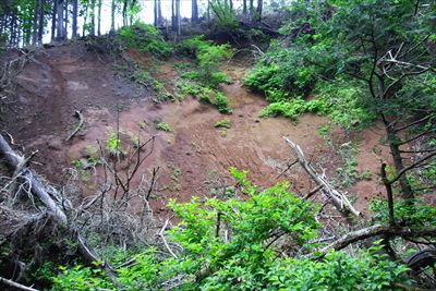 なるほど、斜面が崩れて木が谷底...