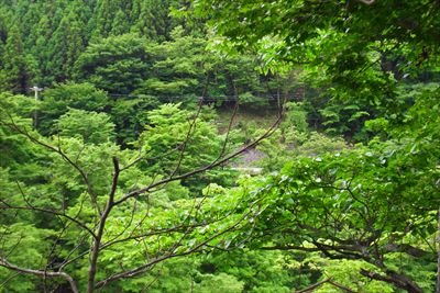 谷から上に視線を動かかすと県道...