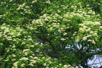 ミズキの花。...