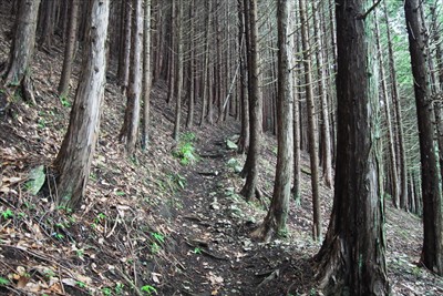 ここからは植林地の斜面をジグザ...