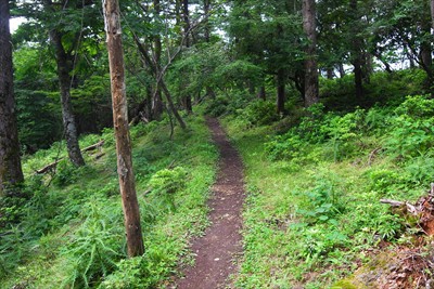 ・・・しばらくは歩きやすい道に...