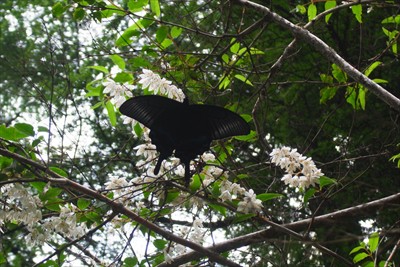 きれいな黒い蝶がいた・・・。う...