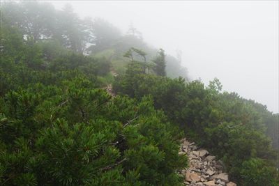 岩場地帯を越えて、樹林帯の中に...