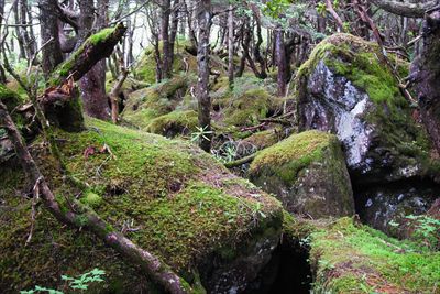 知らない人なら、ここは屋久島だ...