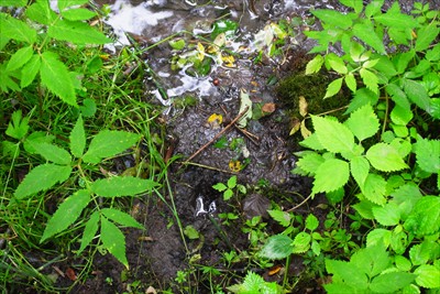 鹿の足跡だ！　やっぱり動物の水...