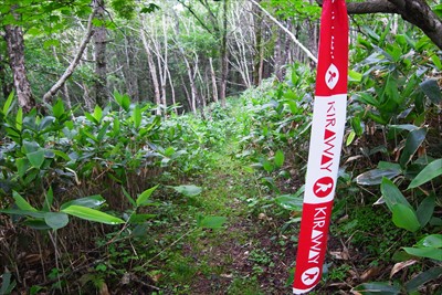 樹林のコースを緩やかに下ってい...