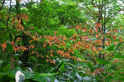 もう紅葉？　この辺りは谷の底だ...