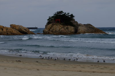 海鳥がたくさんいる。...