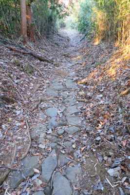 緩やかな歩きやすい道が続く・・...