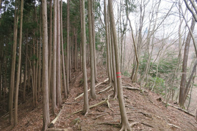 隣の尾根の稜線に乗った。ここか...