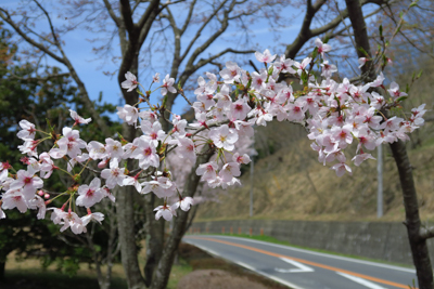 そう言えば今年は近所の桜祭りに...