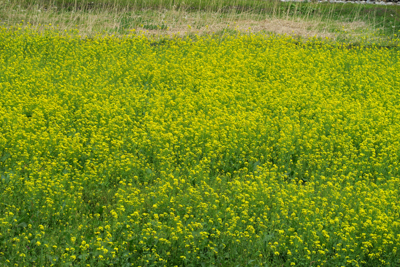 うお〜！　菜の花が一杯。...