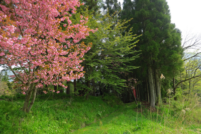 八重桜かな？...