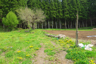 畑の脇を抜けて、植林の森に入り...