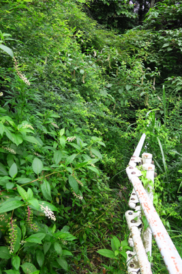 夏場はいつもこうだ。草が登山道...