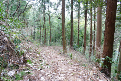 植林地をジグザグに下り・・・...