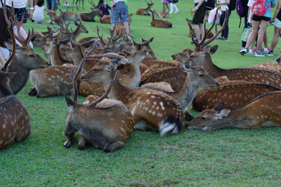 奈良公園で鹿見学。もう、お休み...