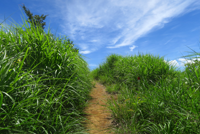 南山山頂の一歩手前。...