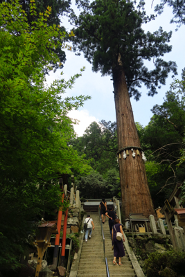 でっかい杉！　樹齢800年だそ...