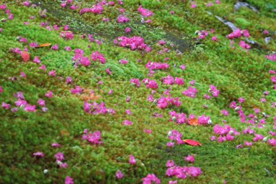 こっちはピンクの花ビラとのコン...