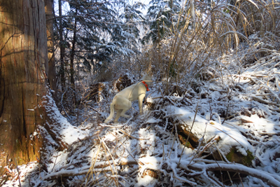 ・・・犬が３匹ほど飛び出してき...