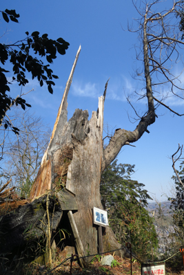 あれ？　城山の大杉って有名で、...